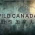 【CBC】野性加拿大01 永恒的疆土
