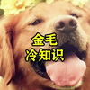 金毛冷知识