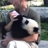 多伦多动物园的大熊猫幼崽，饲养员在游客面前给崽崽喂奶还有点小紧张?