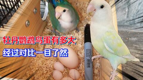 5c1c942f8068a860540045171ef9f76045314abc.jpg@480w_270h_1c