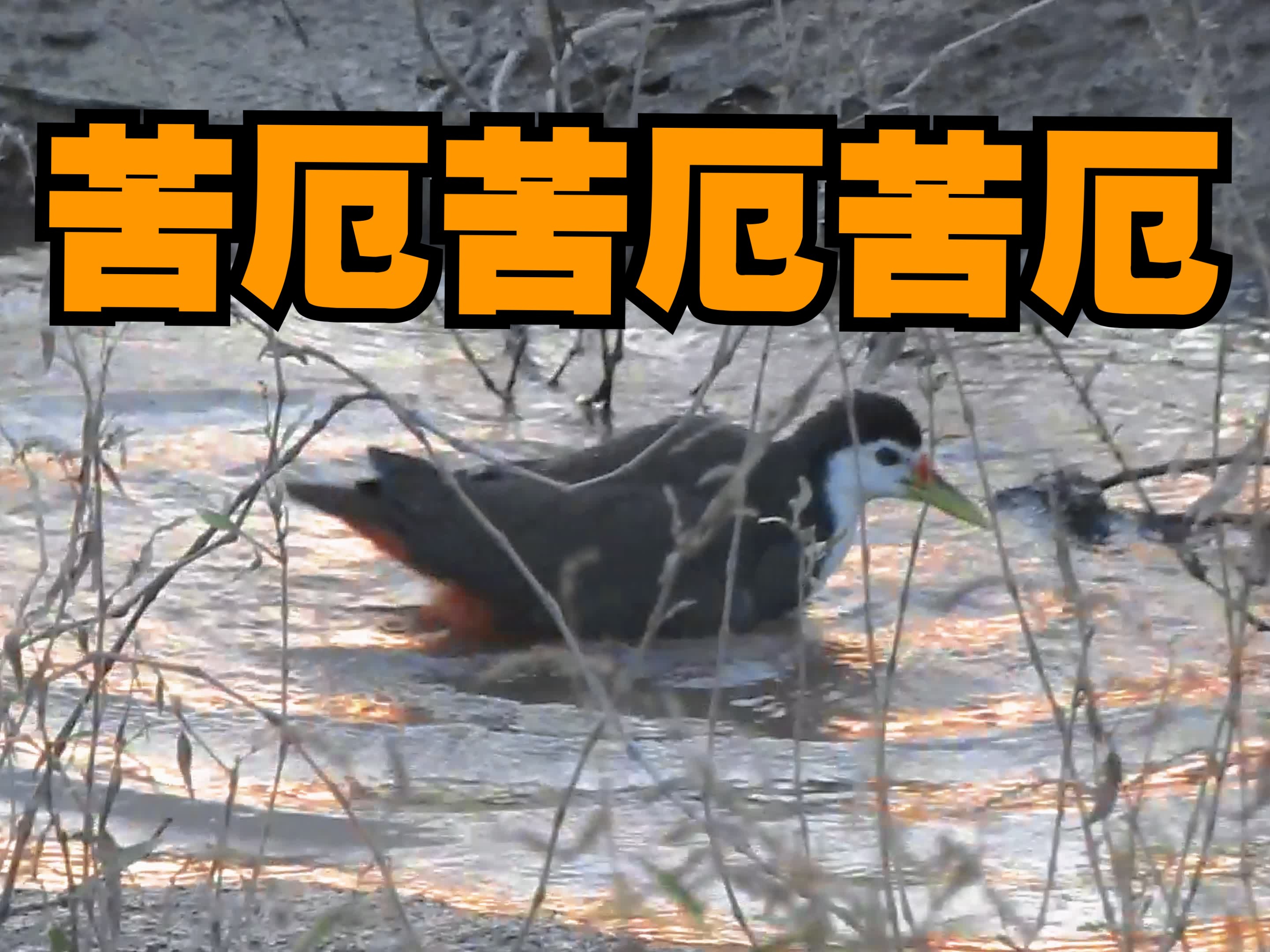 苦厄🐦苦厄🐔苦厄🦆？苦厄🐧！！！