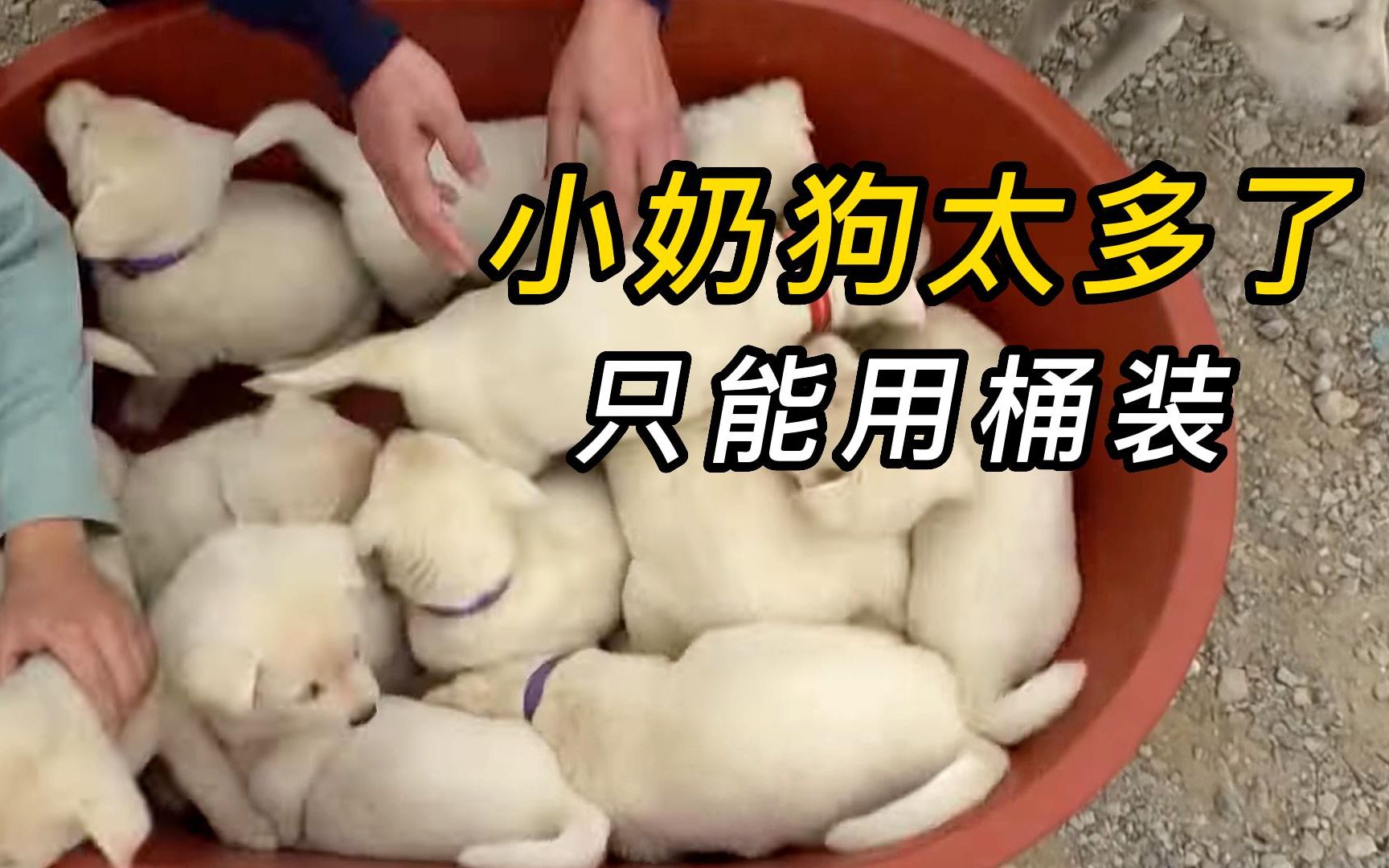 家里突然多了19只小奶狗，只能用桶来装，可把主人忙得团团转
