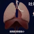 认识肺的结构和功能