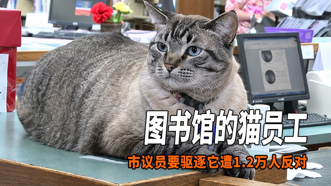 市议员企图驱逐图书馆猫引众怒，最终猫咪重新上岗，议员结束连任