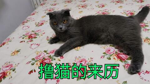 啥叫撸猫产品 5c4bad9a43f65b50ba070902d2ba4df15dc18320.jpg@480w_270h_1c