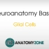 Glial Cells胶质细胞 - Neuroanatomy Basics - Anatomy Tutorial