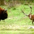 当雄鹿大战公牛，谁会赢？油管5000万播放的“动物世界”来啦！