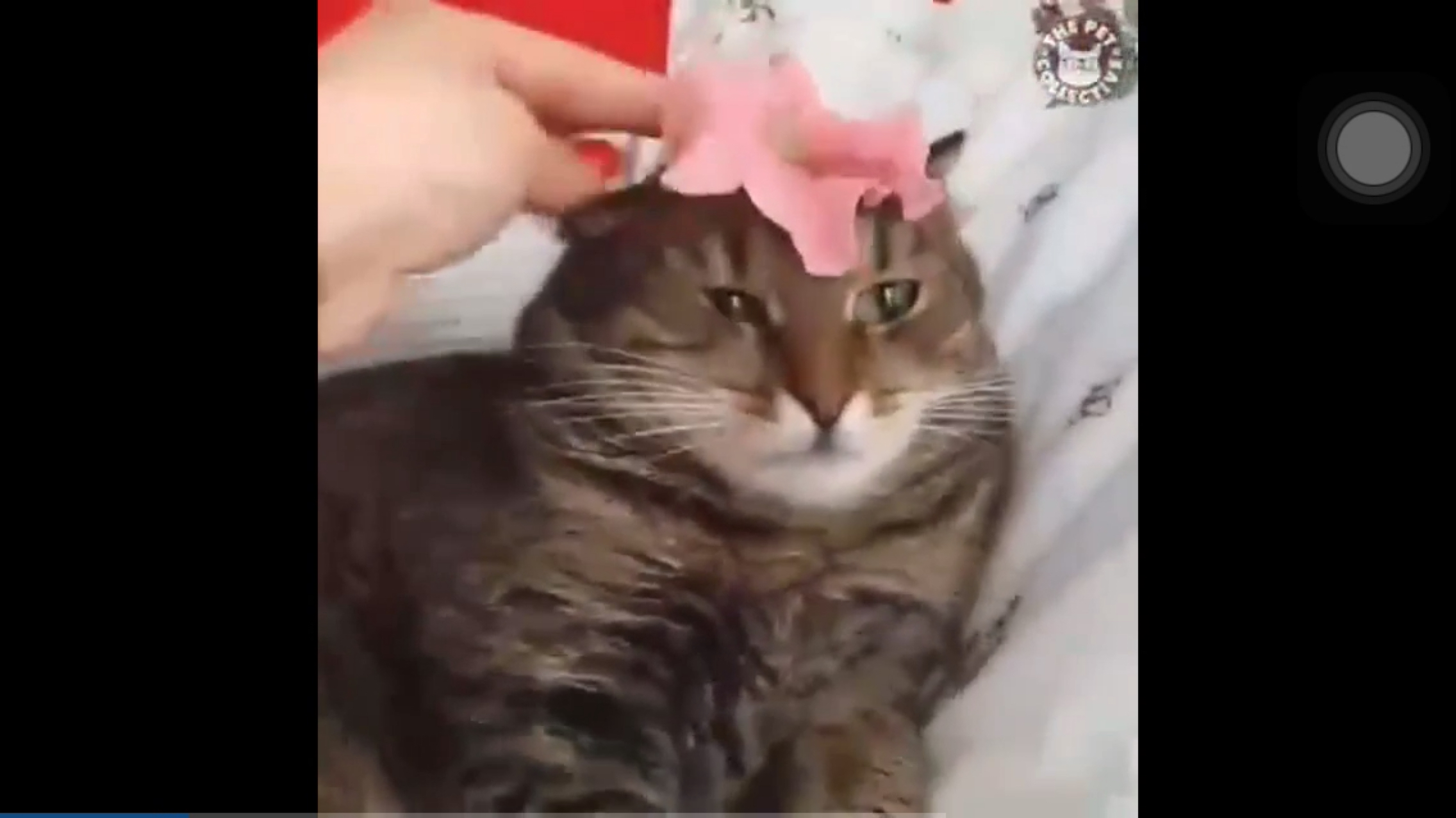 确认过眼神,这就是搞笑的猫.