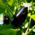 《食物百科》-温室大棚水培茄子是如何种植的？