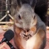 松鼠吃坚果的声音太磁性了