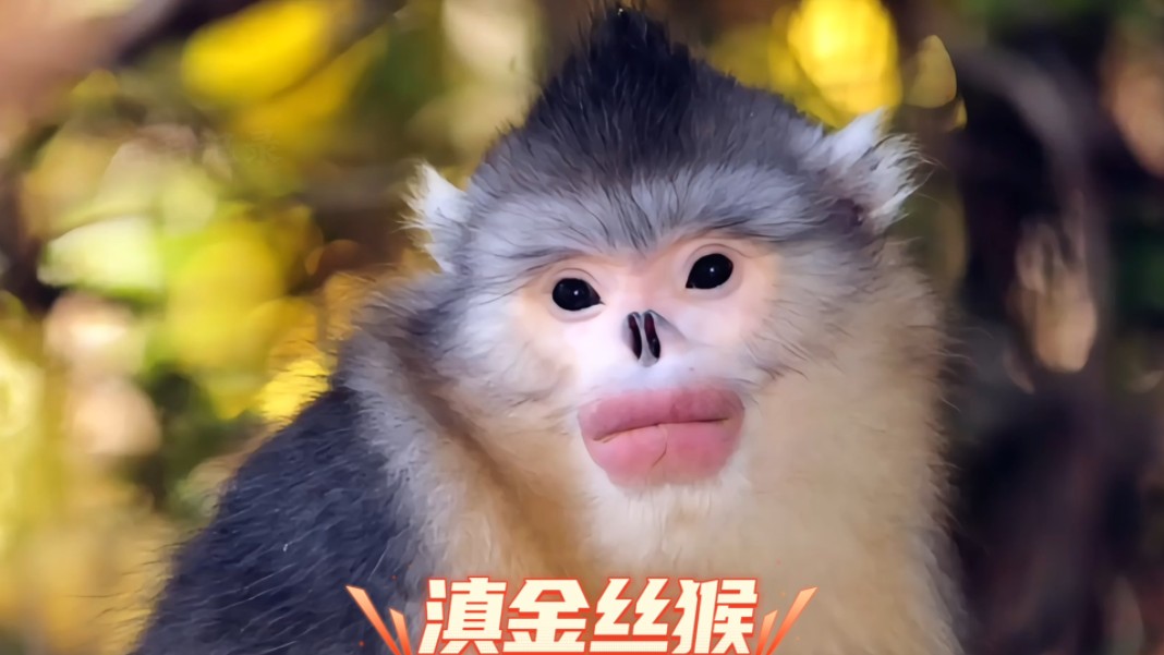 猴中天花板滇金丝猴，川金丝猴、前金丝猴、怒江金丝猴越南金丝猴