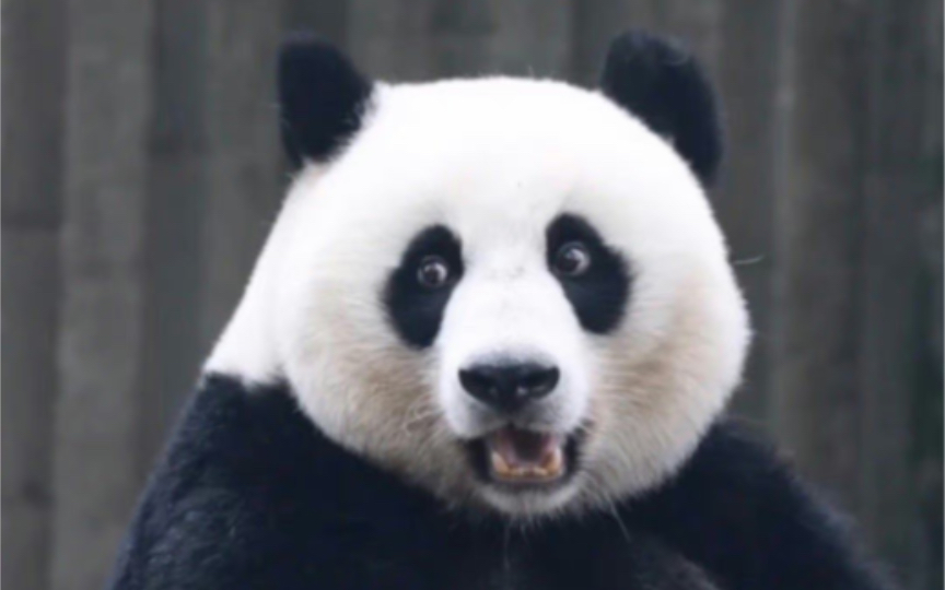 大熊猫昭美与冯巩老师相似度%，真的不是亲戚吗？