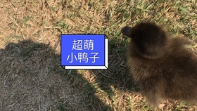 5cac80ce200e92ed6d37548c394214584774b349.jpg@280w_158h_1c_100q.jpg