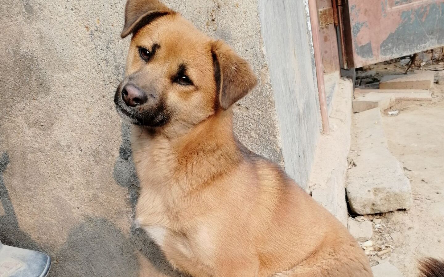 【中华田园犬】狗狗犯困怎么办那 当然是弹它脑壳啊