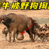 生病的老牛，被一群野狗疯狂撕咬，惨遭掏肛