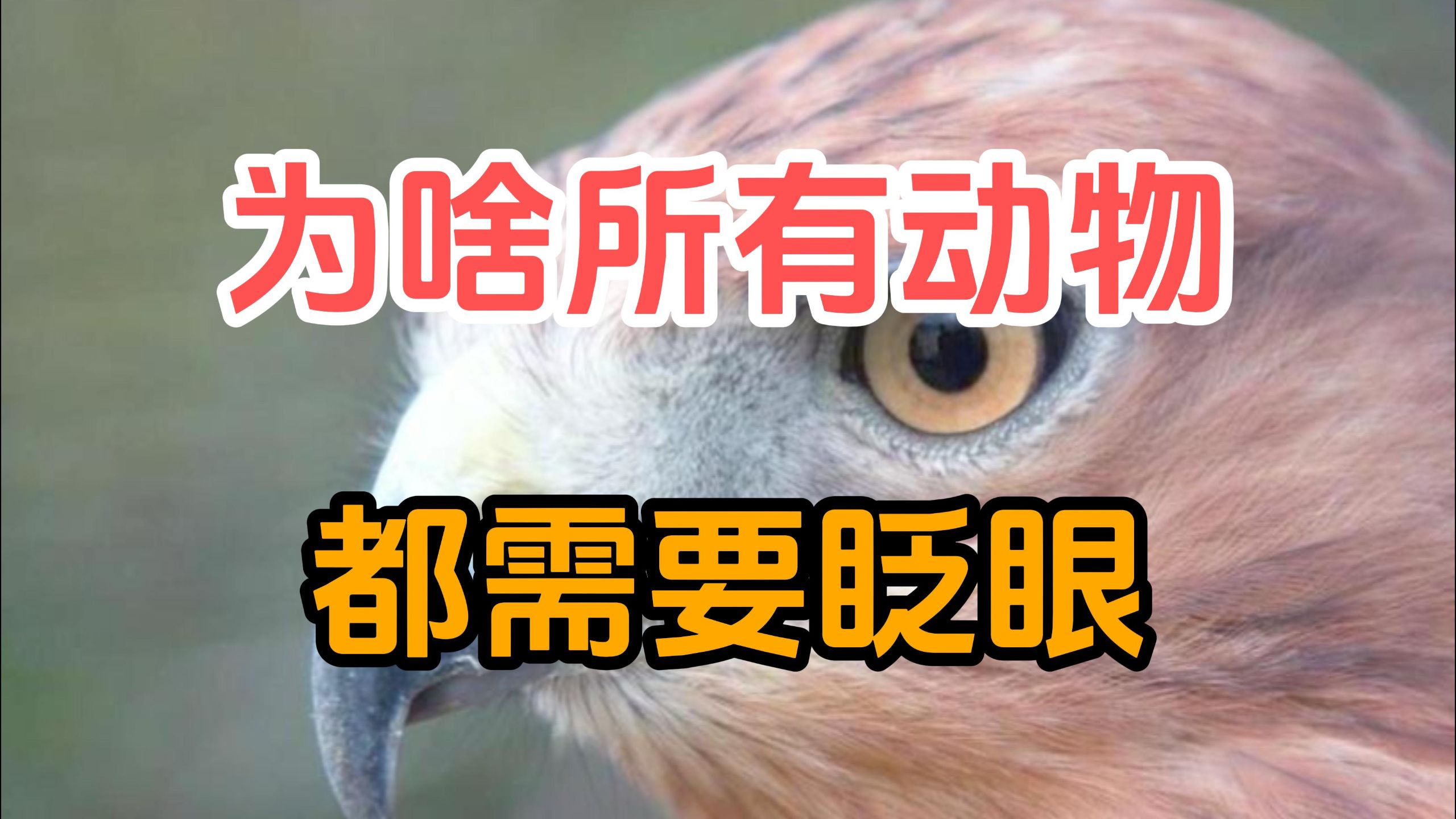 为什么地球上的所有动物都需要眨眼？