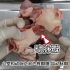 解剖猪心脏（四）——房室瓣和动脉瓣（最新版）