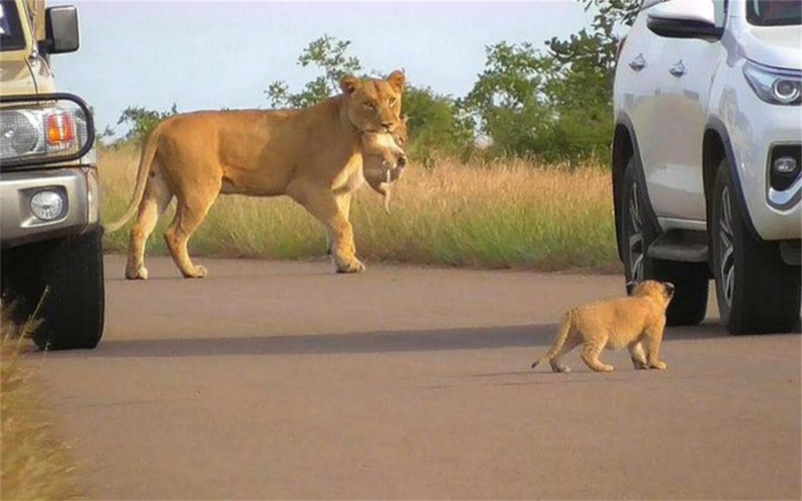 司机好心给狮子让路，却被小狮子吼，母狮接下来的动作逗笑众人