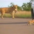 司机好心给狮子让路，却被小狮子吼，母狮接下来的动作逗笑众人