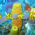 【生物志-多孔动物门】海绵宝宝竟是地球生命的救世主？