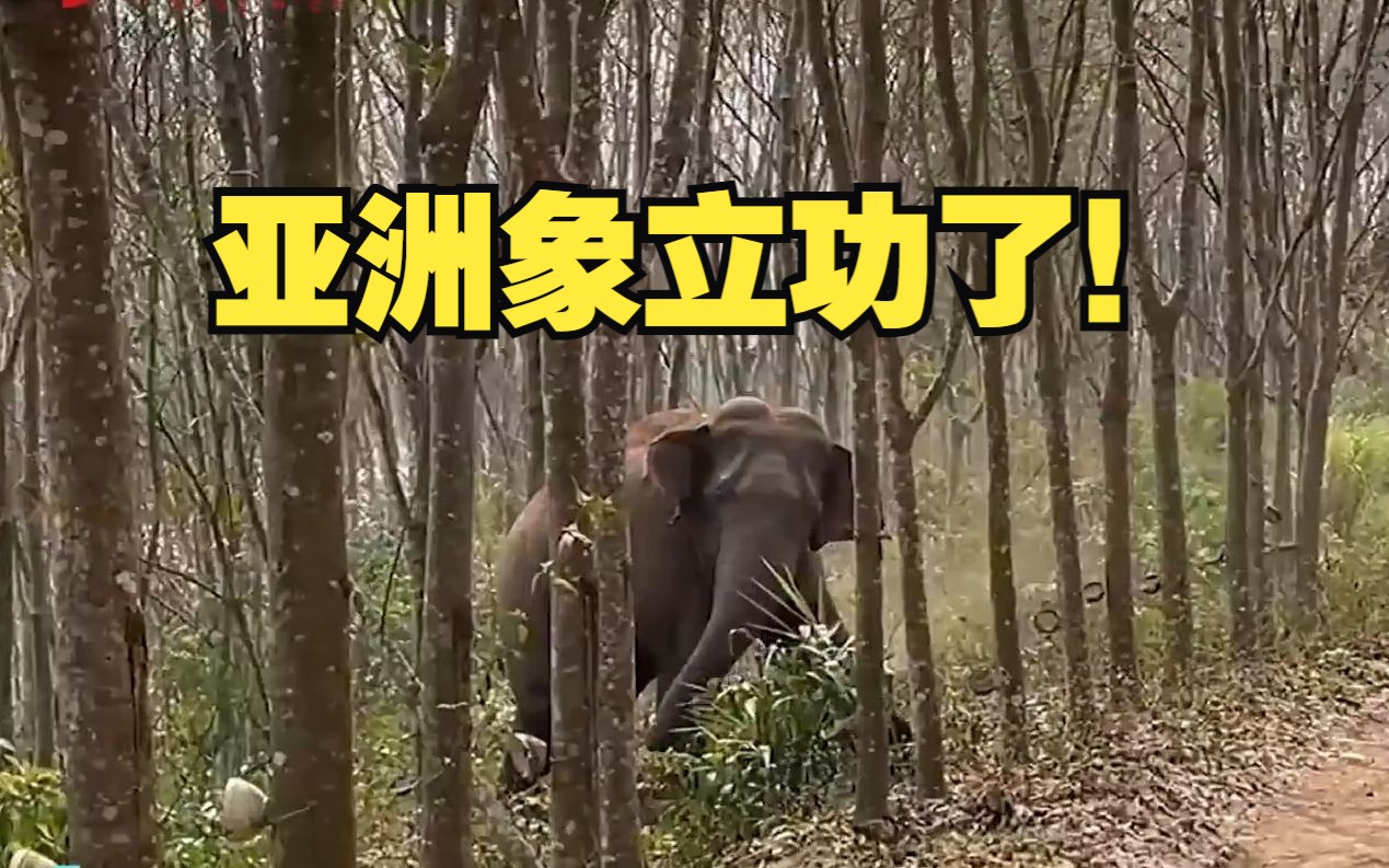 亚洲象一鼻子甩出毒品2.8公斤