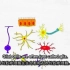 科普向 2-Minute Neuroscience_ Glial Cells #12胶质细胞 转自youtube 中英双