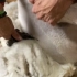 牧场工人丝滑剃羊毛，一把剃刀轻松拿捏小羊，十几斤羊毛整整齐齐看着好解压