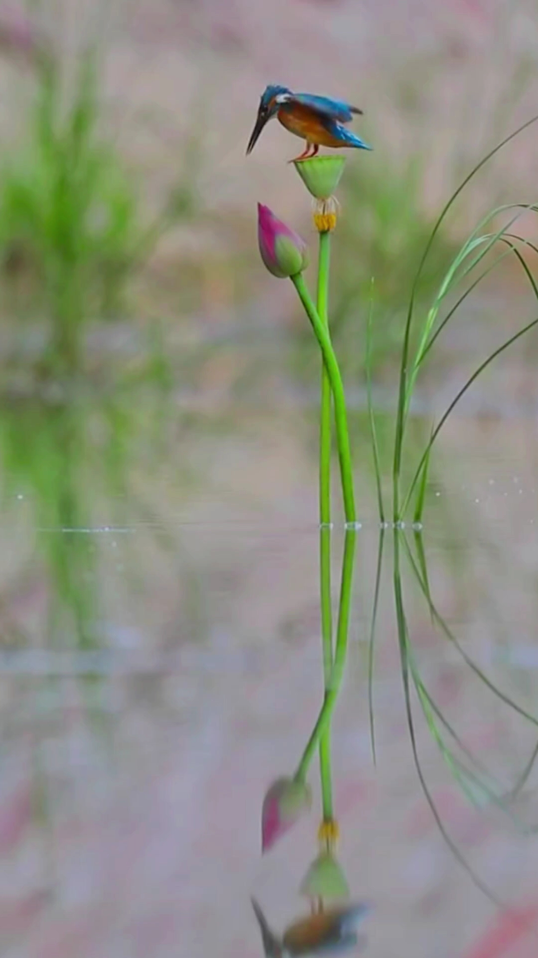 竖屏无水高清空镜73