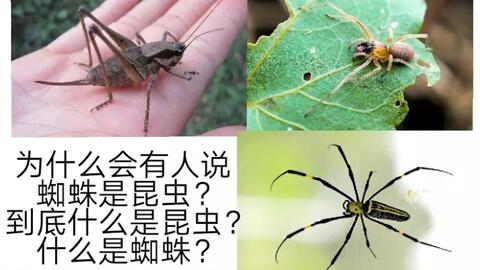 5d40d8311a0ca7d6508658b178be949683fa5abb.jpg@480w_270h_1c