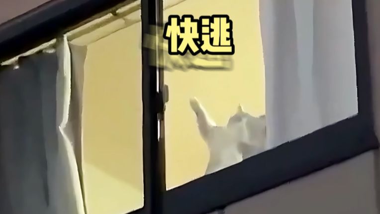 【动物配音】快逃！这里办入职要卸载QQ