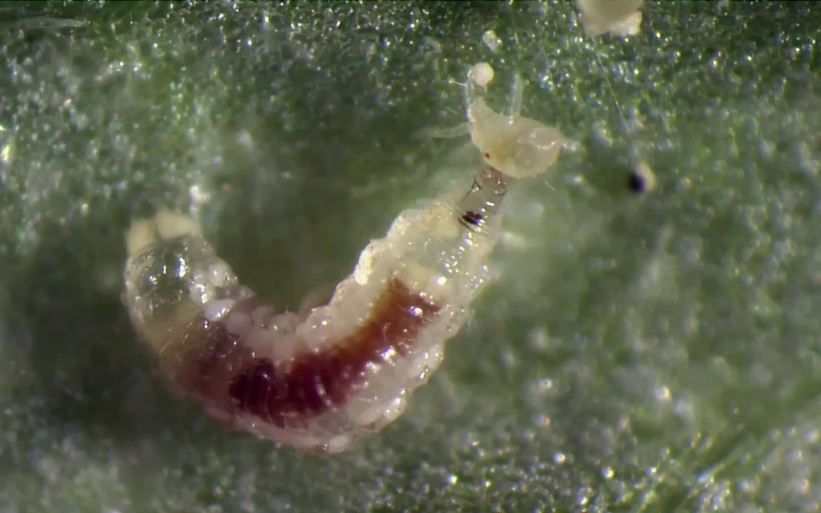 叶螨的生物防治-食螨瘿蚊Biological control of spider mite - Feltiella acarisuga