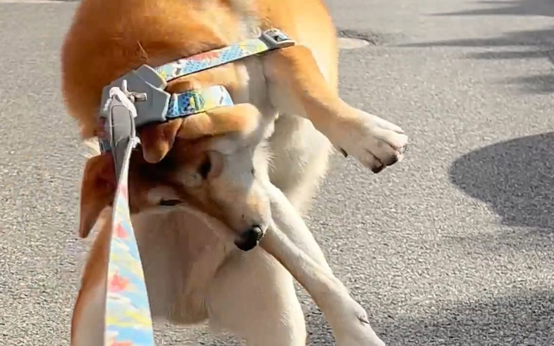 原本以为遛狗是一件很轻松的事情，直到养了一只柴犬。。。。