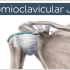 肩锁关节 | 位置和功能 | 人体解剖学