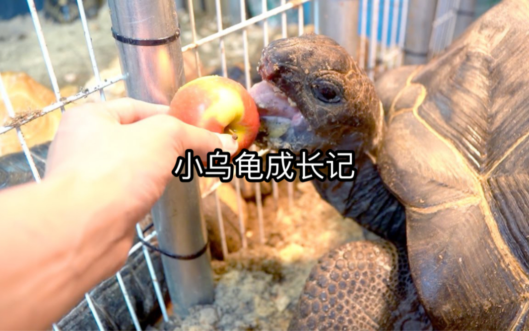 小龟龟成长记，吃水果蔬菜的乌龟，十分的可爱，有喜欢乌龟的小伙伴吗