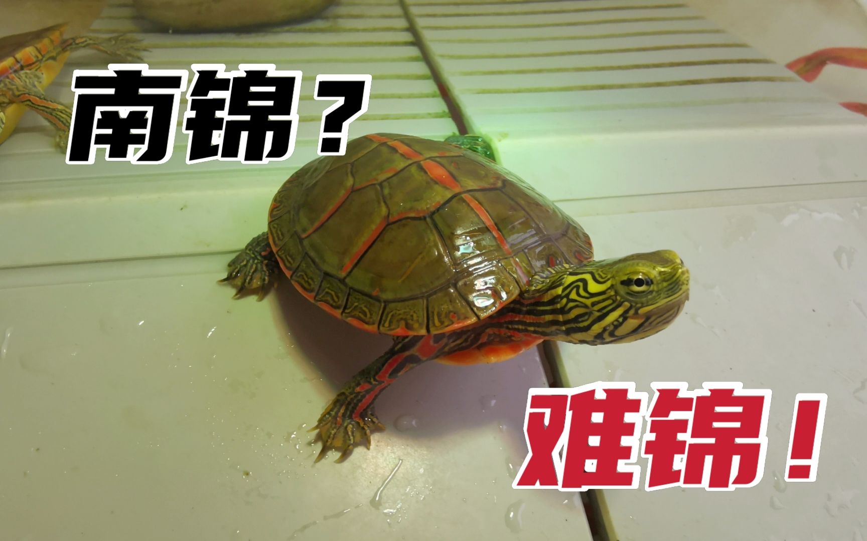 养龟劝退｜让我一度崩溃的龟龟:南部锦龟！
