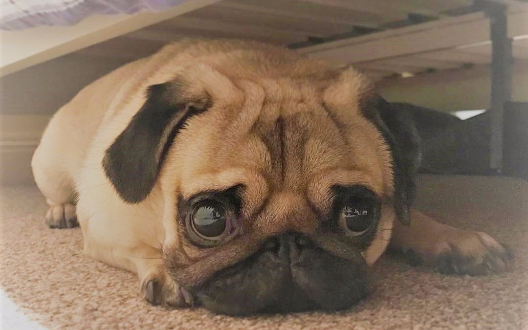 【巴哥 pug】可爱巴哥犬大合集 一大波巴哥向你袭来 最后有奇怪的东西