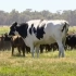 【牛】牛中之王-不同品种中最大的牛魔王-上篇