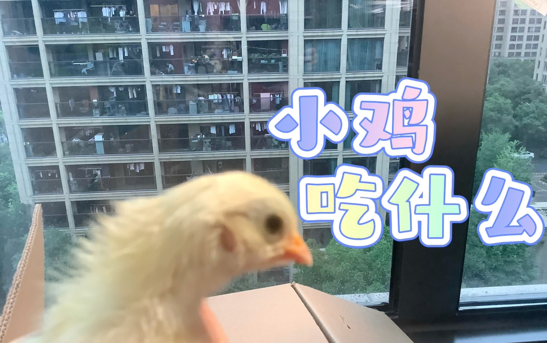 小鸡吃什么(如果没有鸡饲料的话）