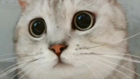 5dc4d1a84567a03da72556819cf5d88378055ec2.png@280w_158h_1c_100q.jpg