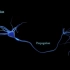 【3D演示】神经系统基础-神经冲动（原版+中法双字版）