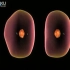 0001.优酷网-初中生物3D视频动物细胞的分裂过程_标清