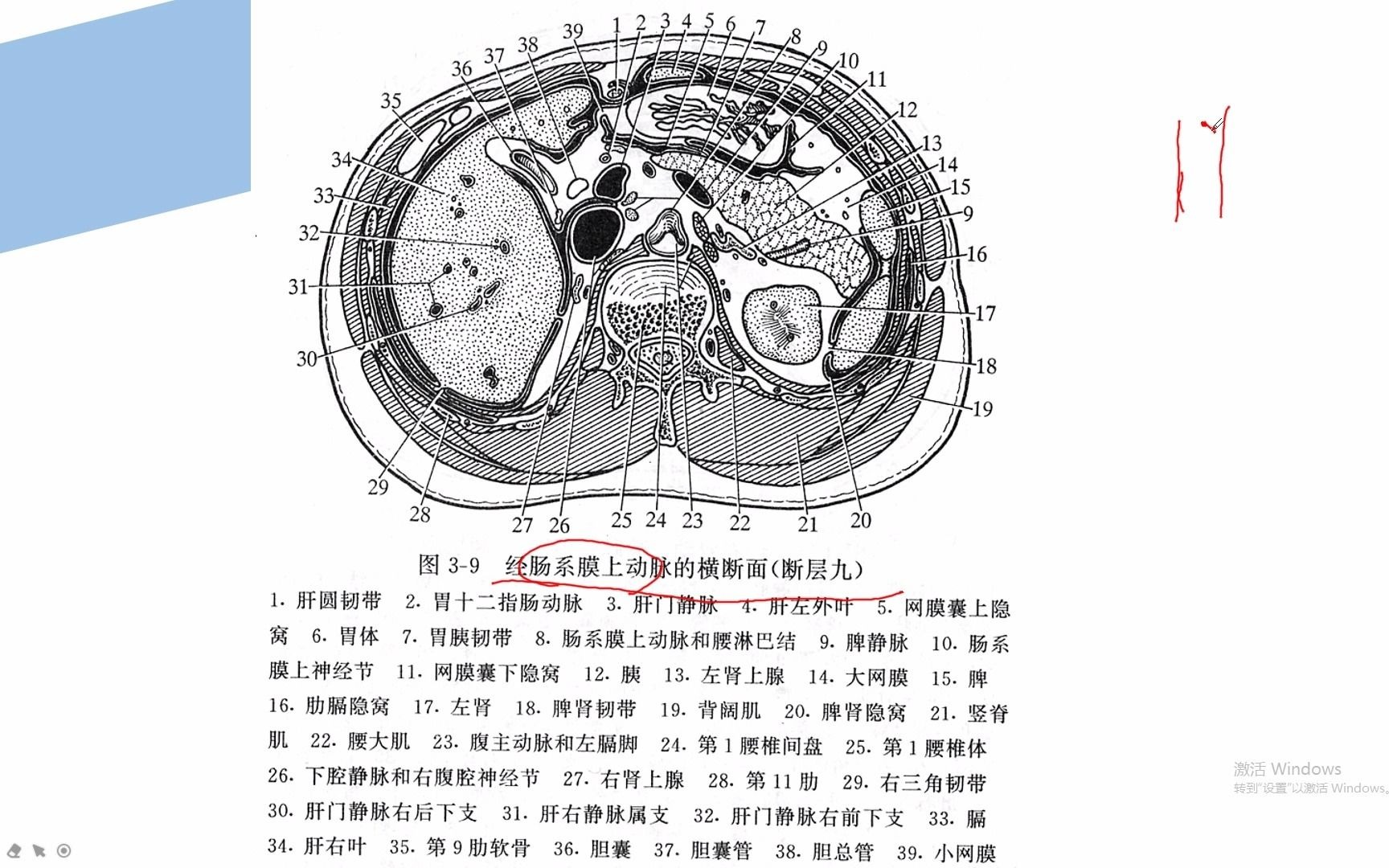 图6-8 经腹腔干的横断层-人体断层解剖学-医学