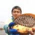 小伙今天撞大运了，赶海捡到一个三斤的巨螺，抓的青蟹也是大的