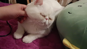 是你的大可爱吗 5e1e365eb7a5d41f8d8953f22956f2e00082fb8e.png@280w_158h_1c_100q.jpg