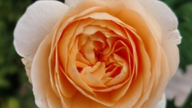 5e231a534d45ee59fcb3ef544b1176b91c99d6ad.jpg@280w_158h_1c_100q.jpg