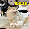 猫：饭这么凉是给猫吃的吗？到底让我说几次才能记得加热