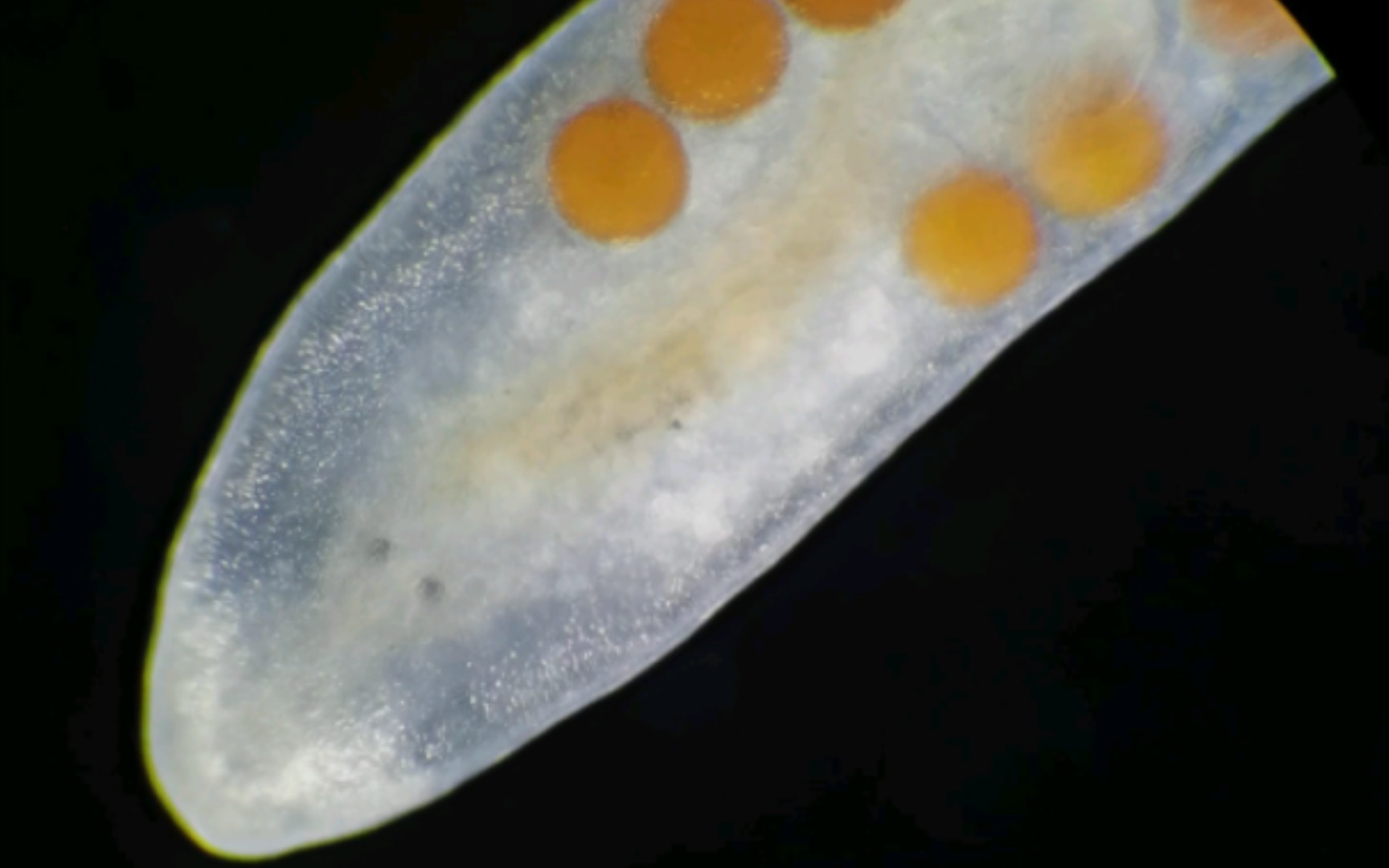 显微镜观察小记之-4种涡虫（品种分类好难查）