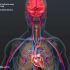 【科普】心肺复苏时人体的3D画面
