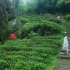 茶，一片树叶的故事：武夷茶  中国茶