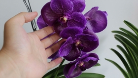 多肉叶插全过程教程 5e940b53db2b92f510a15f59309aa0db3aefc21c.jpg@280w_158h_1c_100q.jpg